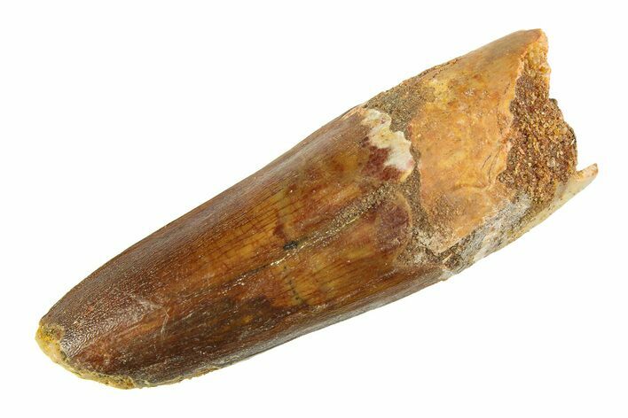 Fossil Spinosaurus Tooth - Feeding Worn Tip #354726